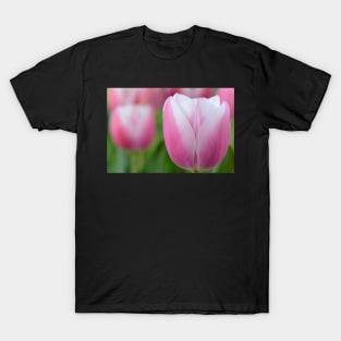 Tulipa &#39;Valentine&#39; Triumph Group Tulip T-Shirt